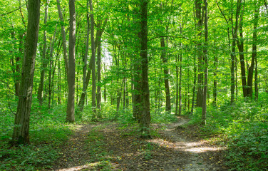 Obraz premium Path in green summer forest