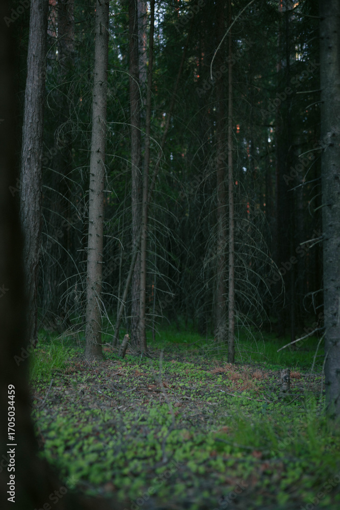 Poster dense forest featuring tall trees with sparse branches and lush green undergrowth. setting sun casts