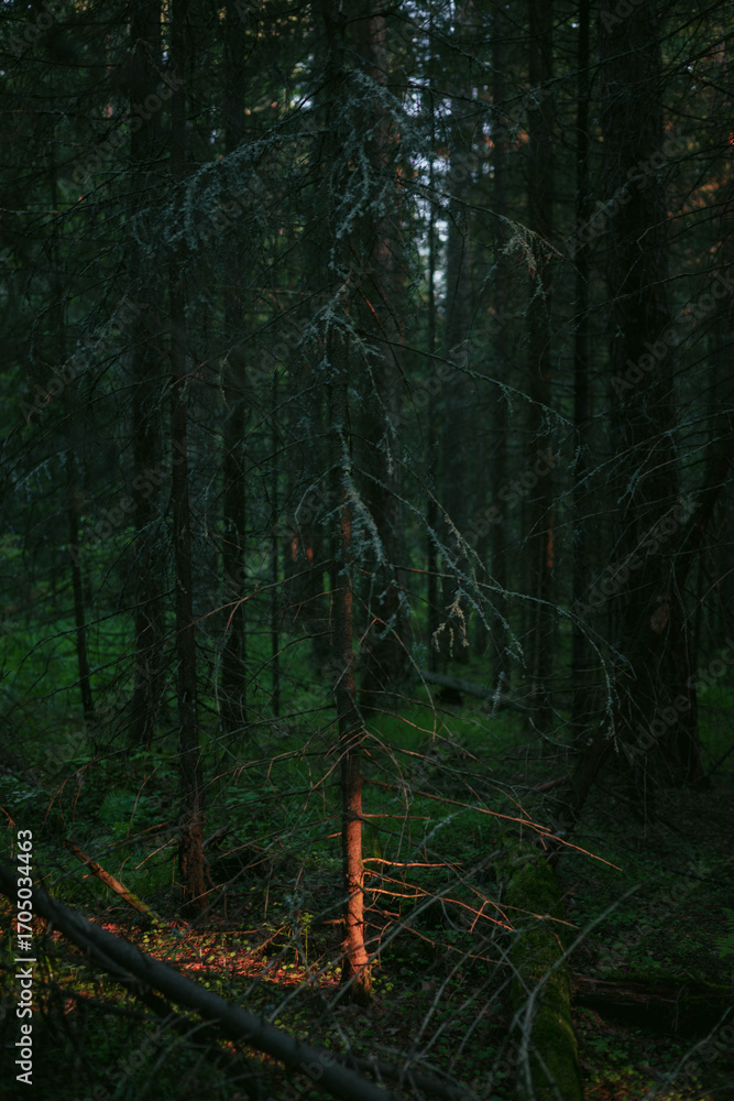 Poster deep within a tranquil forest, the fading light of evening filters through the towering trees, creat