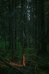 Deep within a tranquil forest, the fading light of evening filters through the towering trees, creating a mystical ambiance that highlights the rich greens of the underbrush