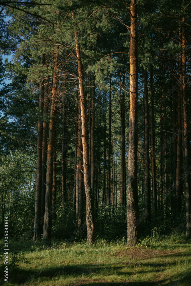 Poster sunlight filters through tall trees in a vibrant forest. lush greenery of underbrush and soft shadow