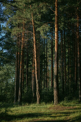 Sunlight filters through tall trees in a vibrant forest. lush greenery of underbrush and soft shadows create a peaceful atmosphere, inviting nature lovers to explore