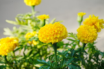 Beautiful Yellow Marigold Flower - 黄色のマリーゴールドの花
