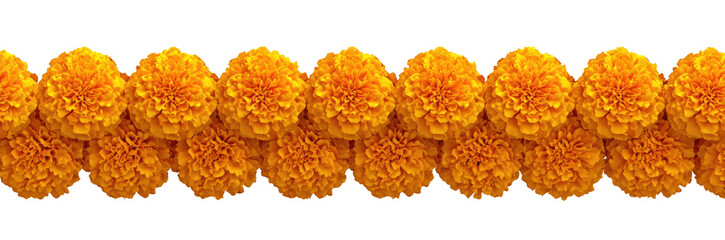 Bright orange marigold flower clusters arranged in a horizontal row on a black background