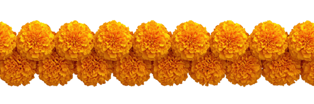 Bright orange marigold flower clusters arranged in a horizontal row on a black background