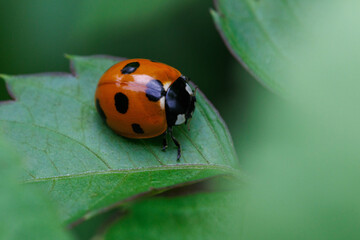 葉にとまるテントウムシ