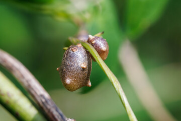 野生に自生する自然薯のムカゴ