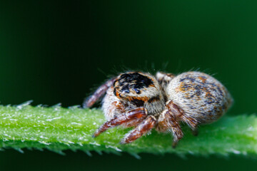 葉の茎にいるハエトリグモ