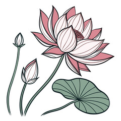 Delicate pink lotus flower with buds and leaf illustration on white background