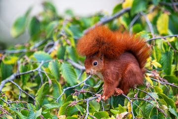 Red squirrel on a tree branch