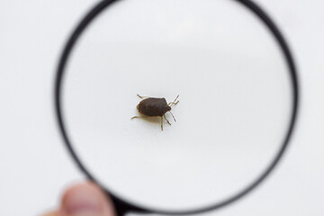 A look at the bug through a magnifying glass in his hand.