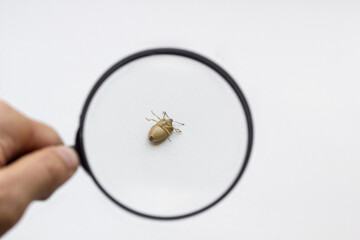 A look at the bug through a magnifying glass in his hand.