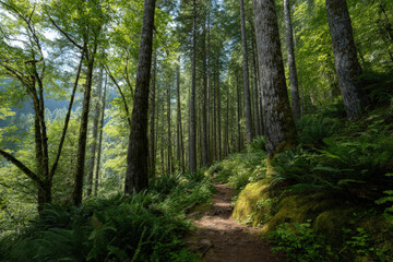 experience breathtaking summer landscapes of washington state dense forests paradise for nature lovers