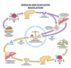 Insulin and glucagon regulation shows pancreas, liver, and blood sugar balance in a simple outline diagram. Outline diagram
