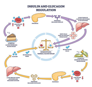 Insulin and glucagon regulation shows pancreas, liver, and blood sugar balance in a simple outline diagram. Outline diagram
