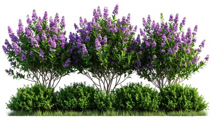 Lush lilac bushes in a garden setting (1)