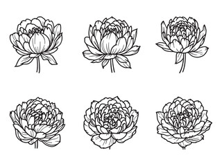 Peony Vibrant Flowers In Morning Light