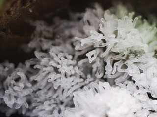 Close up Fungus from Tropical Rainforest.
