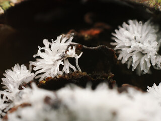 Close up Fungus from Tropical Rainforest.