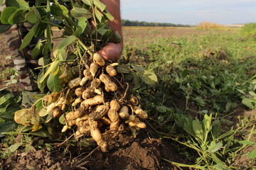 a man harvests peanuts in the garden, the peanut bushes are full