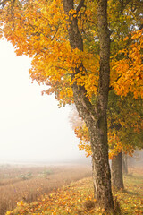 Fototapeta premium Trees with beautiful autumn colors by a foggy field
