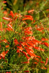 pinifolius Compactum. Red flowers of Phyllocarpus septentrionalis Donn. Smith (Monkey Flower Tree, Fire of Pakistan) on tree. Blurred and defocused.