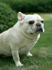 french bulldog portrait