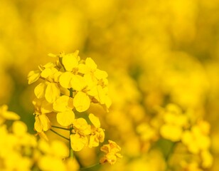Yellow Rapeseed Blossoms Field Spring (1)
