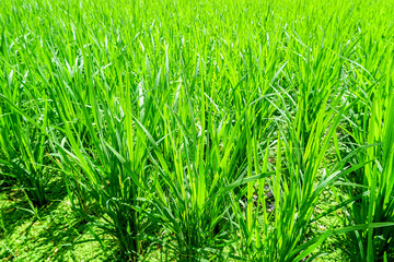Rice field. View of young rice fields, bright green, blurred nature background.					