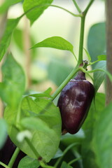 harvest of pepper "blue fog" in a garden bed
