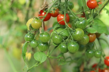 Cherry tomato harvest on a branch in a greenhouse