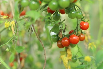 Cherry tomato harvest on a branch in a greenhouse