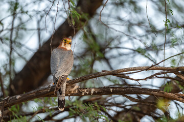 Red necked falcon or Falco chicquera bird of prey closeup in action perched on branch of a tree after hunt with crested lark bird kill in claws at tal chhapar blackbuck sanctuary rajasthan india asia