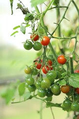 Cherry tomato harvest on a branch in a greenhouse