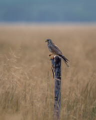Common kestrel or european kestrel or Falco tinnunculus bird perched on branch during winter migration in grassland landscape of velavadar national park Bhavnagar gujrat india asia