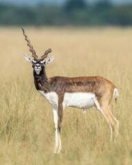 wild male blackbuck or antilope cervicapra or indian antelope Blackbuck National Park Velavadar bhavnagar gujrat india asia blackbuck with broken horn closeup or portrait in natural green background