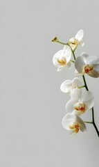 A delicate stem of white orchids with yellow centers against a plain grey background