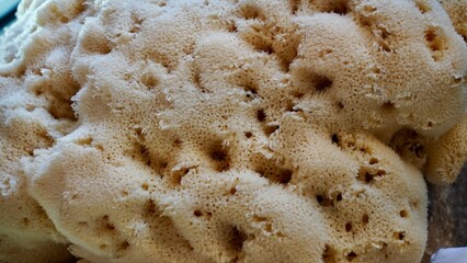 Natural Sea Sponge Close-Up Texture Background