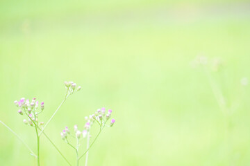 Beautiful nature view of green leaf on blurred greenery. Natural green leaves background, fresh wallpaper concept, among green leaves and other blossom blur background for text.	
