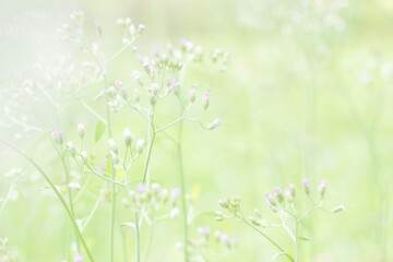Beautiful nature view of green leaf on blurred greenery. Natural green leaves background, fresh wallpaper concept, among green leaves and other blossom blur background for text.	