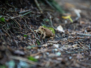 Small Toad Resting on Forest Floor