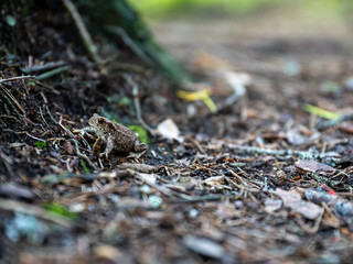 Small Frog Amongst Forest Floor Debris