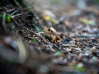 Small Frog Resting on Forest Floor Among Twigs and Leaves