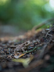 Small Toad Sits Still On Forest Floor