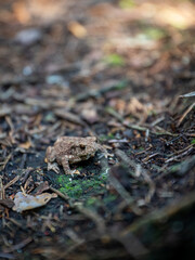 Tiny Toad Camouflaged on Forest Floor Among Debris