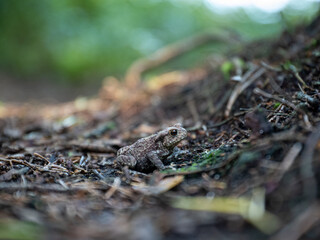 Small Toad Sits on Forest Floor Among Debris