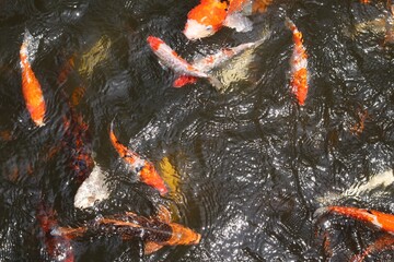 Colorful koi fish in pond