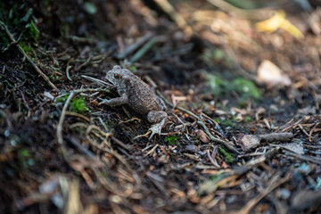 Small Toad Crawling on Forest Floor In Sunlight
