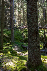 Naklejka premium Sunlit Forest Floor With Mossy Ground and Trees