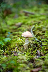 Single mushroom growing in lush green moss forest floor